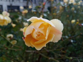 Rose, Blume, Natur,, leichter Frost, Winter