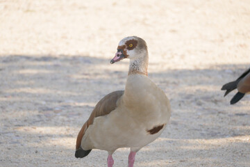 Alopochen aegyptiaca