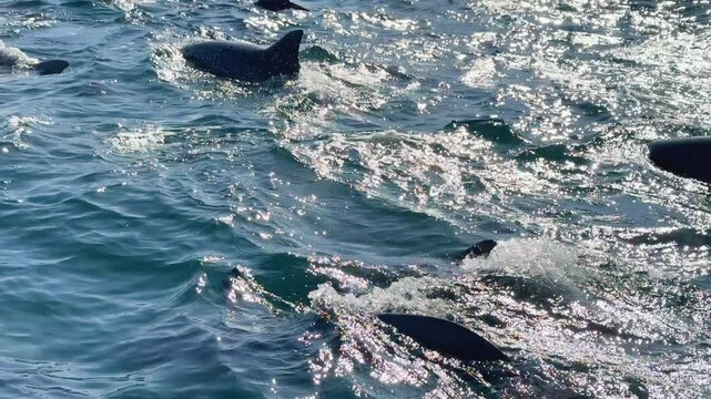 Backlit of  dolphin pods swimming in the sea