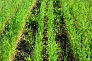 Wheat Field Rows green sprouts of the wheat close up