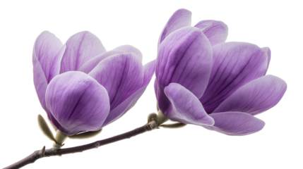 Purple magnolia flower, Magnolia Felix isolated on a white background