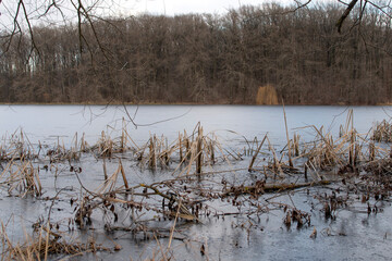 Cattails and reeds on river on frozen river