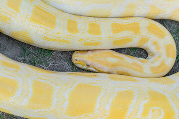 A stunning yellow Burmese python is sprawled across a vibrant green lawn, its sleek, golden scales...