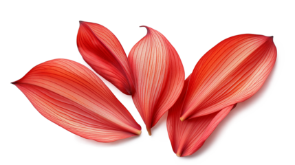 Red flower petals isolated on a white background