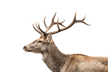 Fototapeta premium A detailed profile of a deer’s head, highlighting its intricate antlers, soft fur texture, and sharp, observant eye. Isolated on a transparent background