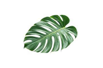 A lush detailed monstera leaf with vibrant green tones, showcasing natural splits and holes, perfect for tropical or botanical-themed designs. Isolated on a transparent background