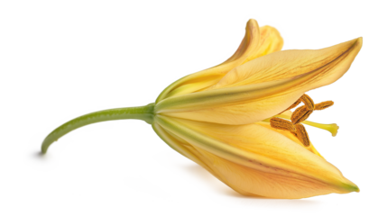 Lilium Bulbiferum Flower isolated on a white background