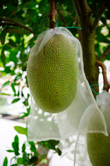 Jackfruit inside white polypropylene protection bag with room to growth at fruit orchard in Can Tho, Vietnam, anti-insect, rain proof, netting, breathable, reusable bag with drawstring control