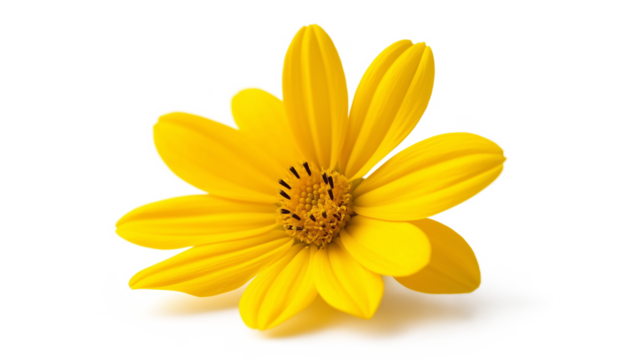 Yellow flower isolated on a white background