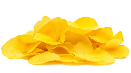 Fototapeta premium Yellow flower petals isolated on a white background
