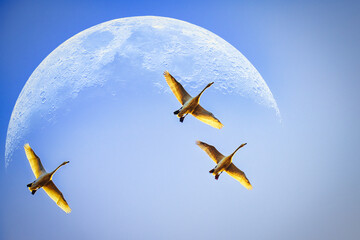 自白鳥がシベリアを目指して旅立つ美しい風景分の職場の変遷を記録した年金手帳