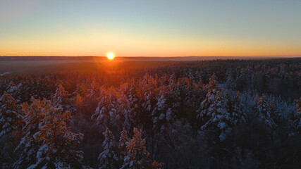 Snow-covered Christmas trees in the forest in the winter forest at sunset