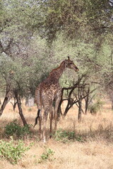 Afrika Safari