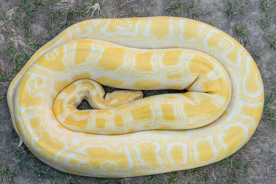 A stunning yellow Burmese python is sprawled across a vibrant green lawn, its sleek, golden scales gleaming under the sunlight. The intricate patterns on its body showcase the natural beauty