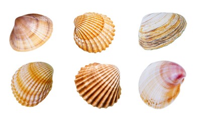 Beautiful Bivalvia mollusk shell isolated on white background, close up.
