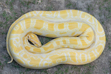A stunning yellow Burmese python is sprawled across a vibrant green lawn, its sleek, golden scales...