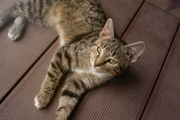 Tabby Kitten resting on the terrace floor.