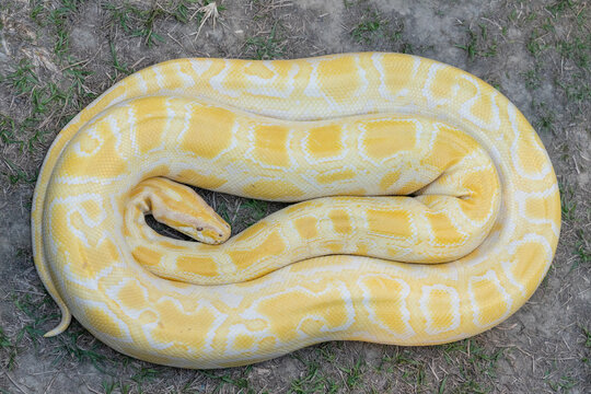 A stunning yellow Burmese python is sprawled across a vibrant green lawn, its sleek, golden scales gleaming under the sunlight. The intricate patterns on its body showcase the natural beauty
