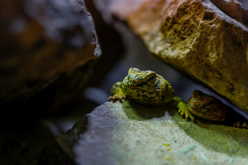 Saharan Spiny-Tailed Lizards Resting in Rocky Crevice with Intricate Scales and Vibrant Coloration