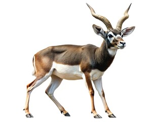 Fototapeta premium Isolated Blackbuck Antelope Walking, Wildlife Stock Photo, White Background
