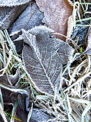 Leaves in a meadow with ice crystals on a frosty morning in winter Vertical 