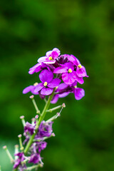 Vivid Dame’s Rocket  Flowers in Bloom with Soft Green Background