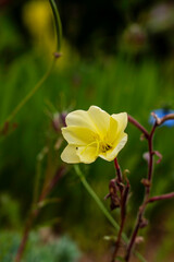 Delicate Evening Primrose Flower in Soft Yellow Bloom Amidst a Soft and Rich Green Garden Background