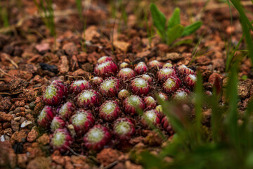 Fototapeta premium Close-Up of Hens and Chicks Succulent Cluster on Rocky Soil