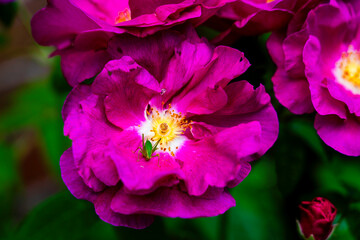 Vibrant Magenta Rose Bloom with Golden Center and Green Grasshopper Close-Up