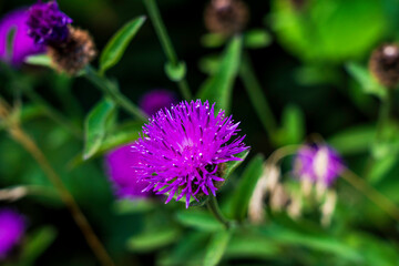 Close-Up of a Vibrant Common Knapweed Flower Blooming in a Lush Green Meadow