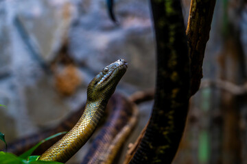 Captivating Close-Up of a Carpet Python (Morelia spilota) Amid Naturalistic Habitat and Textured Background