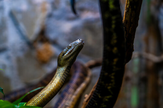 Captivating Close-Up of a Carpet Python (Morelia spilota) Amid Naturalistic Habitat and Textured Background