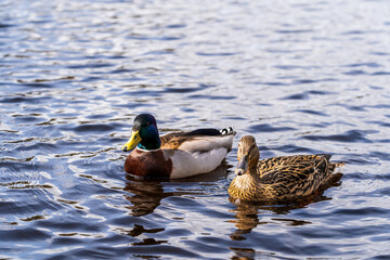 Pair of Mallard Ducks (Anas platyrhynchos) Floating Serenely on Rippling Blue Water in Natural Habitat