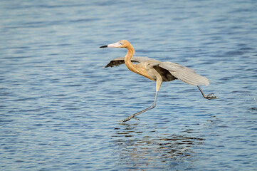 Reddish Egret (Egretta rufescens) hunting in shallow water, Merritt Island, Florida, United States.