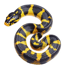 Obraz premium Vibrant black and yellow snake slithering gracefully.