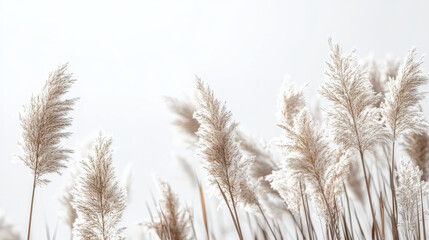 Fototapeta premium River Reeds. Pampas Grass on white background