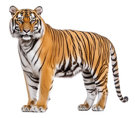 Fototapeta premium Majestic tiger in a natural stance.