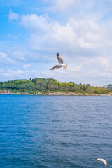 seagull flying over the sea