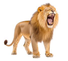 Majestic lion roaring in the wilderness.