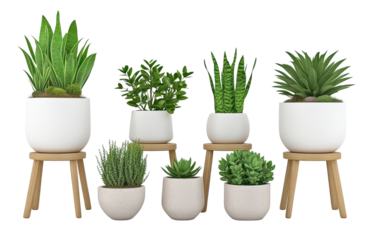 Stylish potted plants in modern white pots.