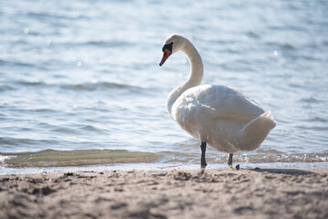 white swan on the water