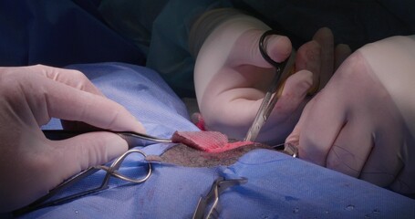 A veterinarian carefully places a medical mesh over a chest injury on an animal lying on an operating table. The veterinarian stitches a laceration in the animal's chest cavity using the mesh.
