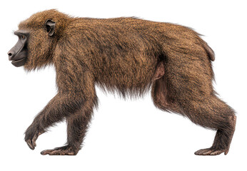 Fototapeta premium A baboon walking in its natural habitat.