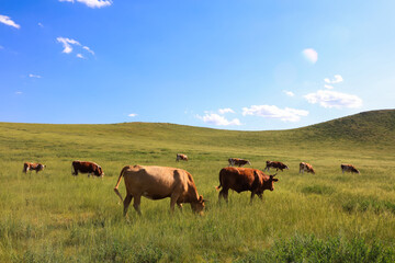 A herd of cattle on the prairie