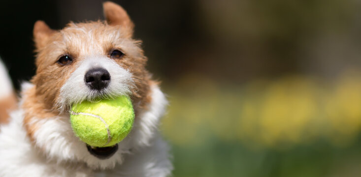 Face of a playful happy active dog as brings back her tennis toy ball. Pet banner, background with copy space.