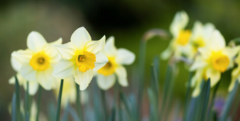 Blooming daffodil flowers. Spring forward, springtime, easter floral banner.