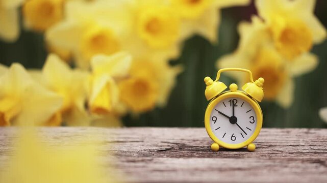 Yellow alarm clock with daffodil flowers. Spring forward, springtime or daylight savings time background.