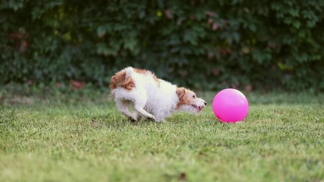 Funny happy hyperactive dog runs and plays with a toy ball in the grass. Active, playful puppy.