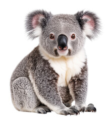 Cute koala sitting peacefully in its habitat.