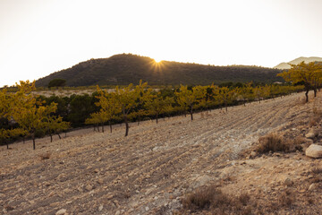 Young trees aligned in cultivated field, bathing in warm golden sunset light. Serene hill rising behind, completing peaceful agricultural landscape